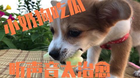 娱乐吃瓜酱小动物视频,小动物娱乐视频大盘点 第2张 娱乐吃瓜酱小动物视频,小动物娱乐视频大盘点 第2张